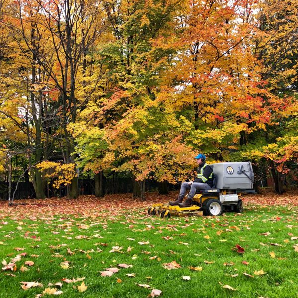 leaf cleanup fall